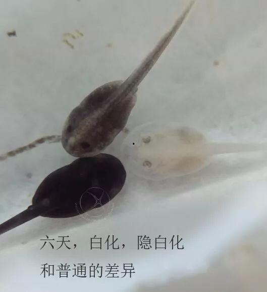 国产蝌蚪网